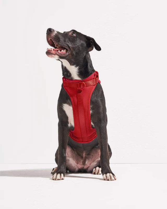 No Pull Lightweight Adjustable Dog Harness, Durable Breathable Mesh Dog Vest Harness with Soft & Comfortable Cushion