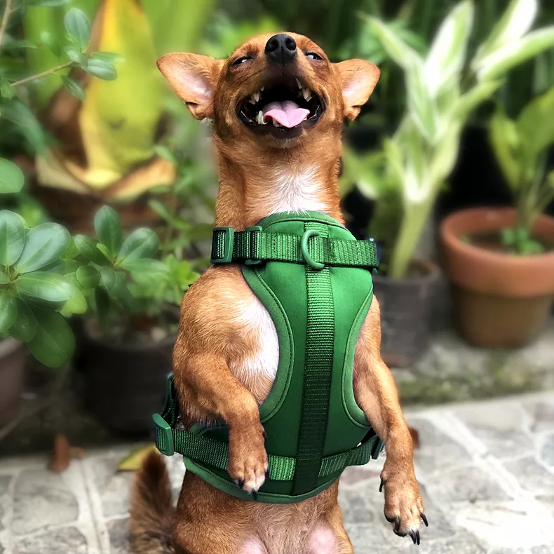 No Pull Lightweight Adjustable Dog Harness, Durable Breathable Mesh Dog Vest Harness with Soft & Comfortable Cushion