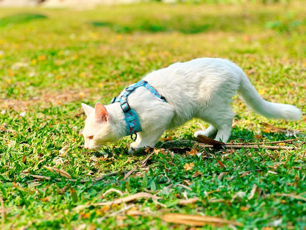 No-Pull, Adjustable Cat Harness with 2 D-Rings for Leash Placement, No-Choke Harness for Cats