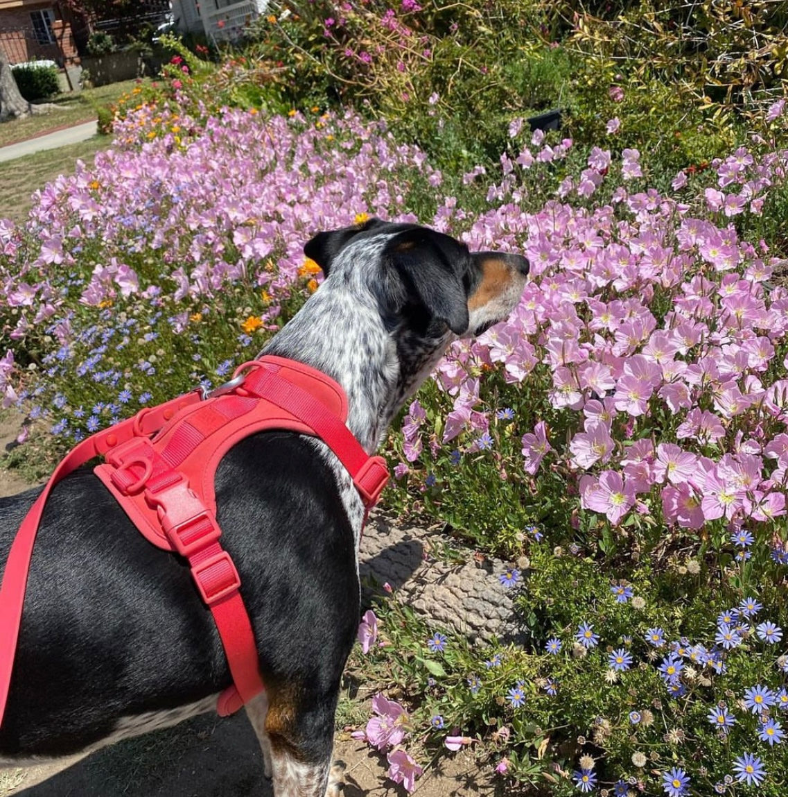 No Pull Lightweight Adjustable Dog Harness, Durable Breathable Mesh Dog Vest Harness with Soft & Comfortable Cushion