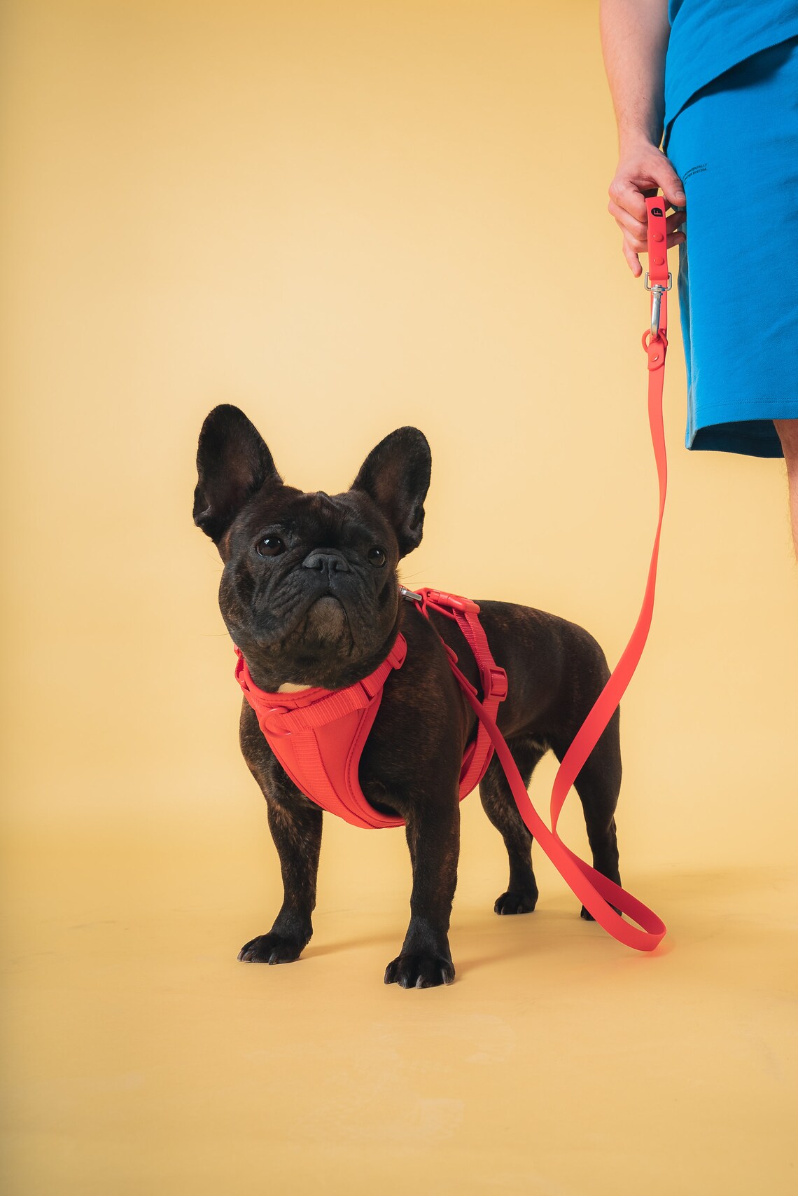 No Pull Lightweight Adjustable Dog Harness, Durable Breathable Mesh Dog Vest Harness with Soft & Comfortable Cushion