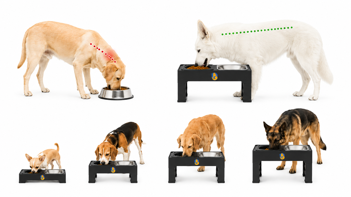 Adjustable Elevated Dog Bowls: How They Work (and Why They're Worth It)