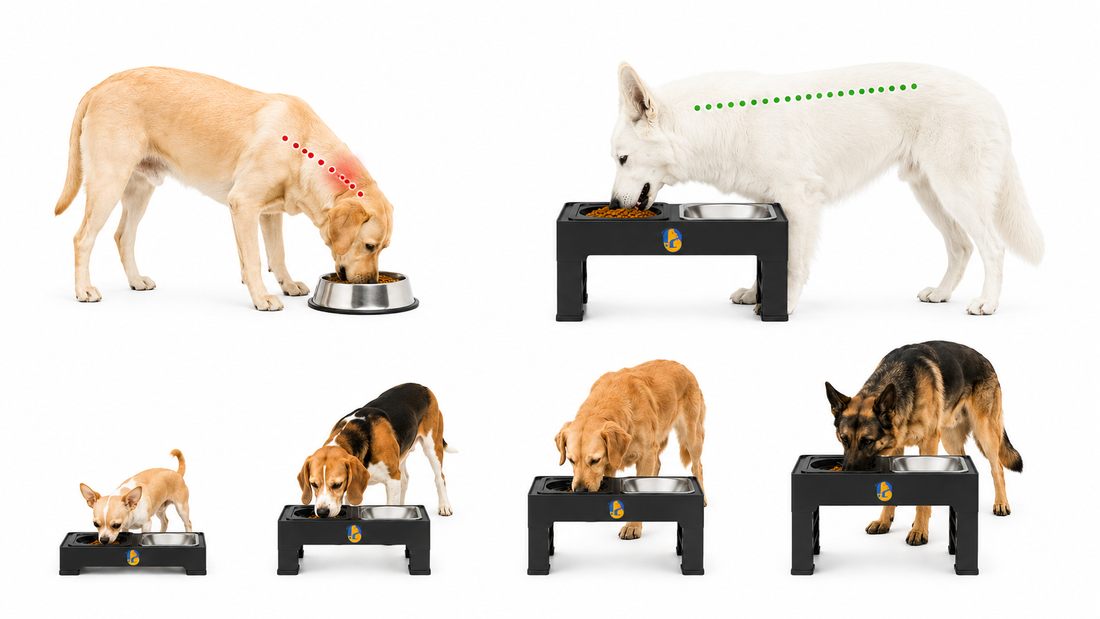 Top Brands Offering Adjustable Elevated Dog Bowls in India