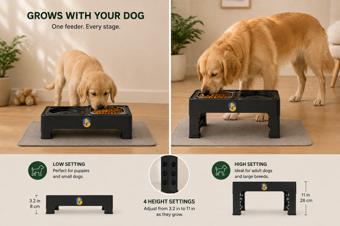 Best Elevated Dog Bowls for Puppies (Growing Dogs)