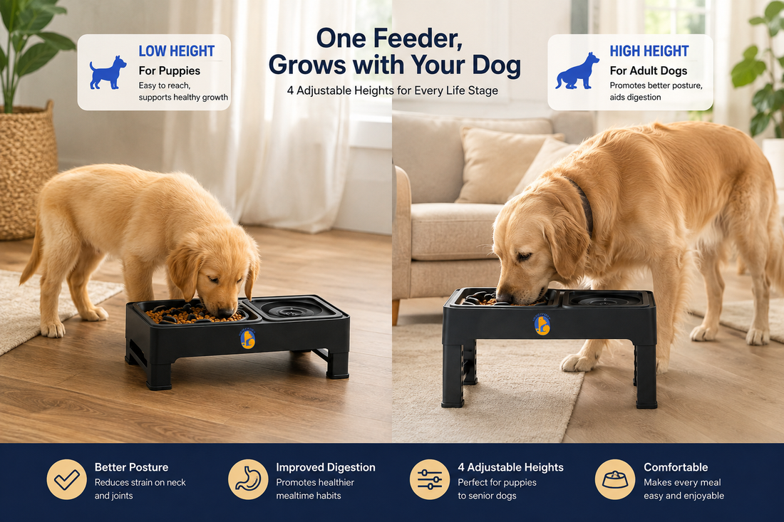 Benefits of Using an Adjustable Elevated Dog Bowl for Dogs