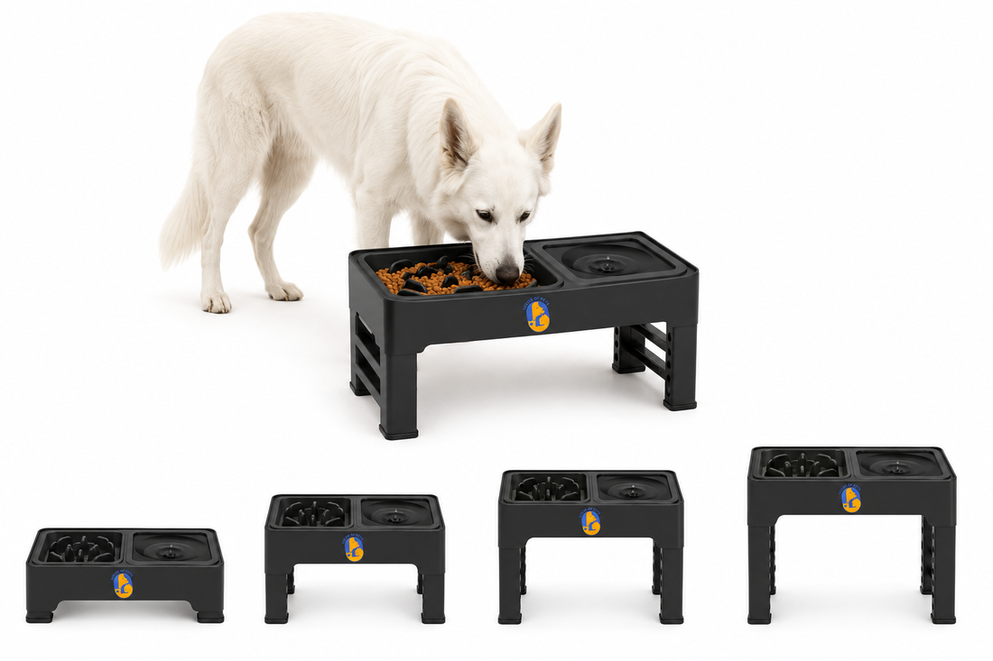Best Adjustable Elevated Dog Bowls Available Online in India (2026)
