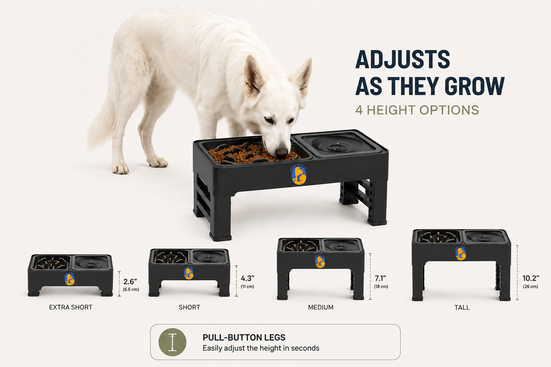 Slow Feeder Elevated Bowls Explained: Do They Actually Slow Dogs Down?