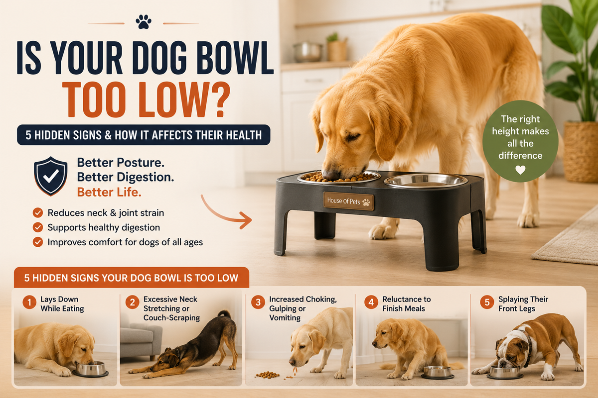 Is Your Dog’s Food Bowl Too Low? 5 Hidden Signs of Canine Joint Strain
