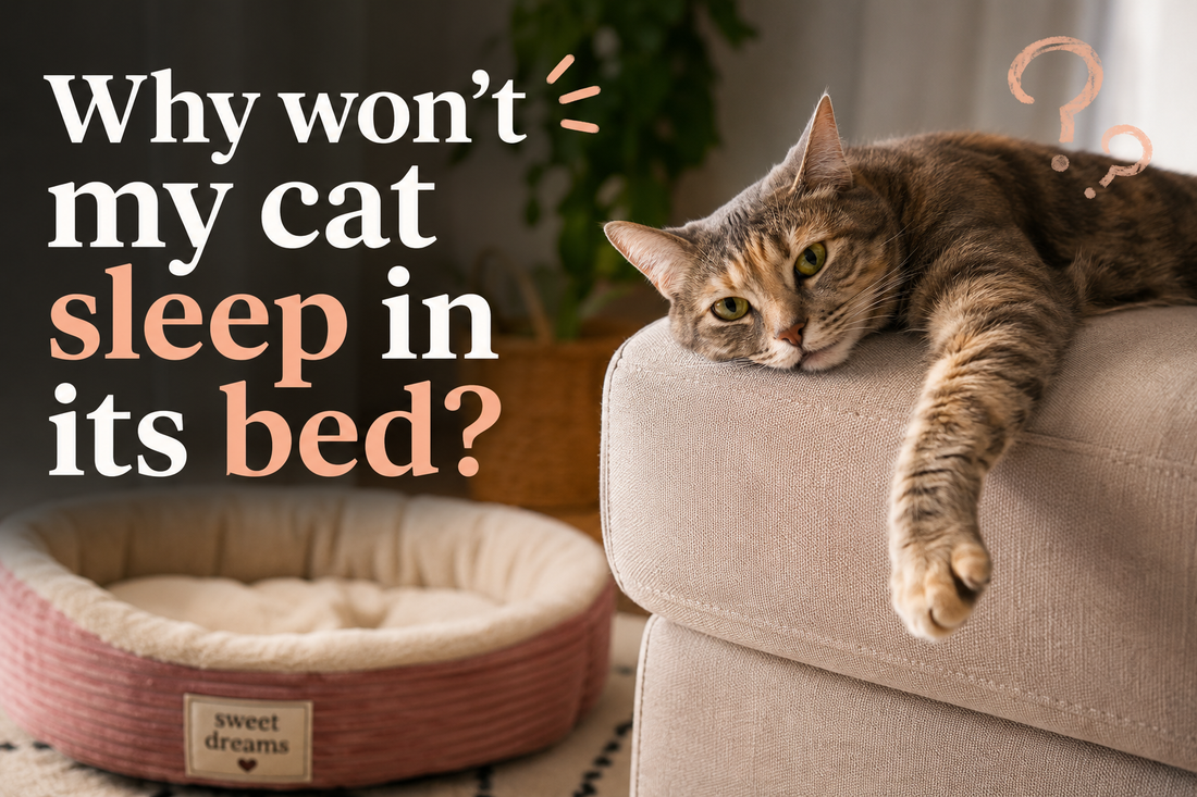 Why Won't My Cat Sleep in Its Bed? 7 Real Reasons (and Fixes That Work)