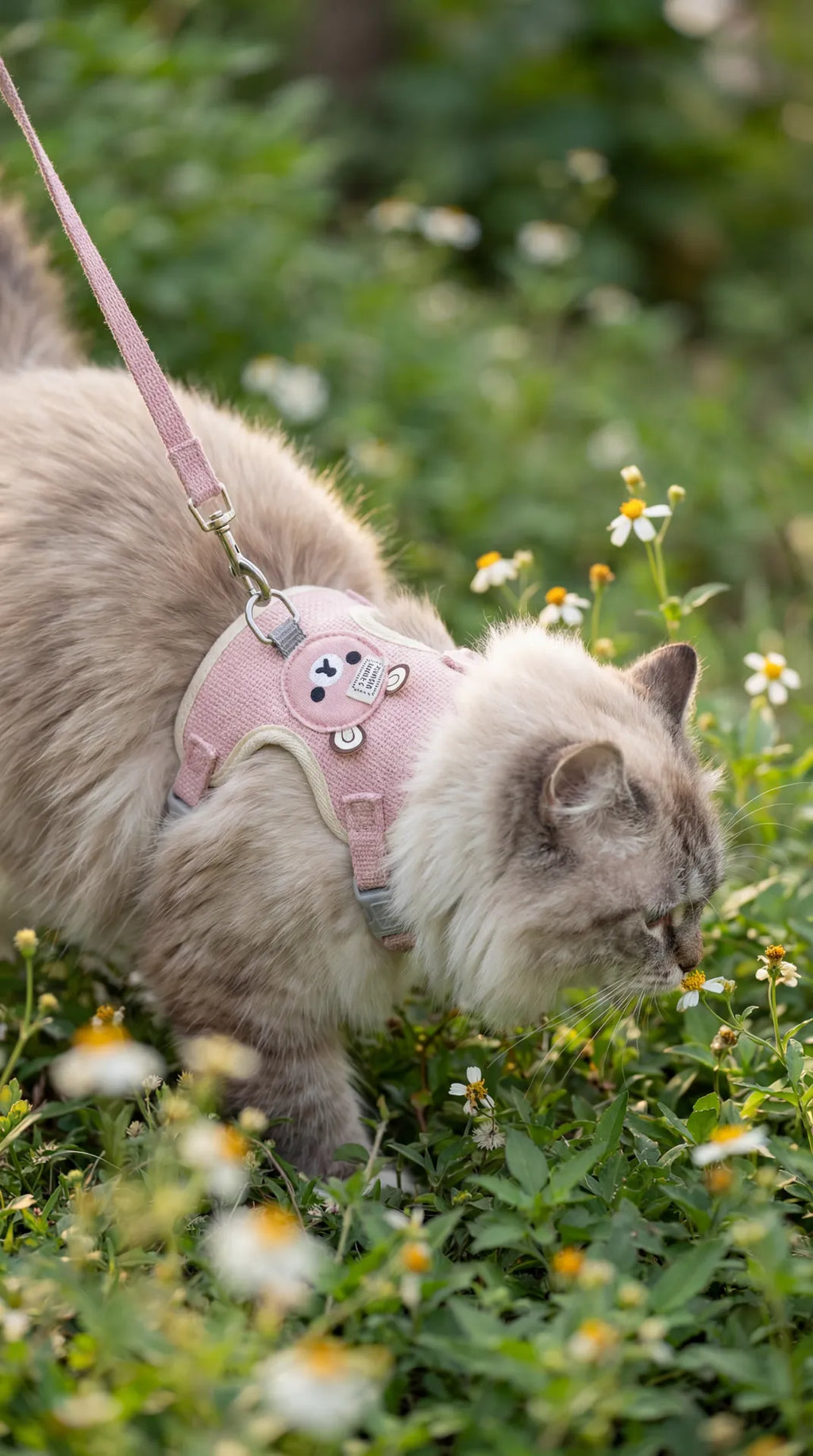 Cat in Garden Image