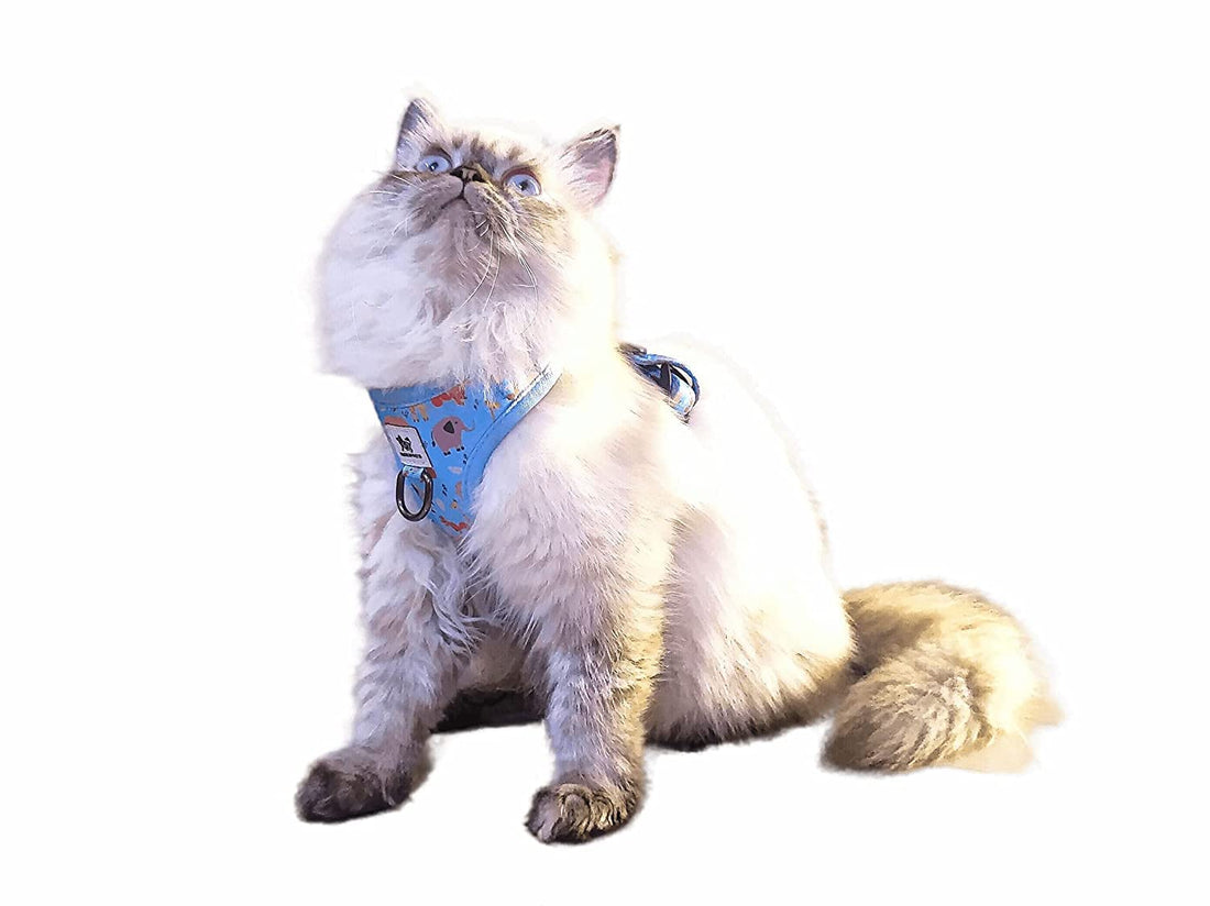 cute harness for cats
