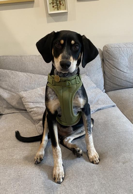 No Pull Dog Harness – Escape Proof Adjustable | No Choke Soft Cushion Step-in Harness for Small Medium Large Dogs | Walking Training