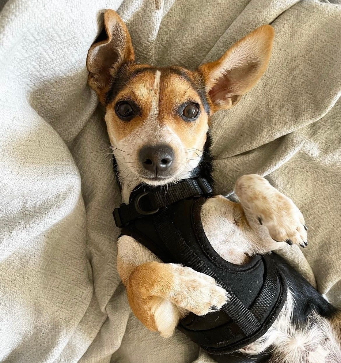 No Pull Dog Harness – Escape Proof Adjustable | No Choke Soft Cushion Step-in Harness for Small Medium Large Dogs | Walking Training