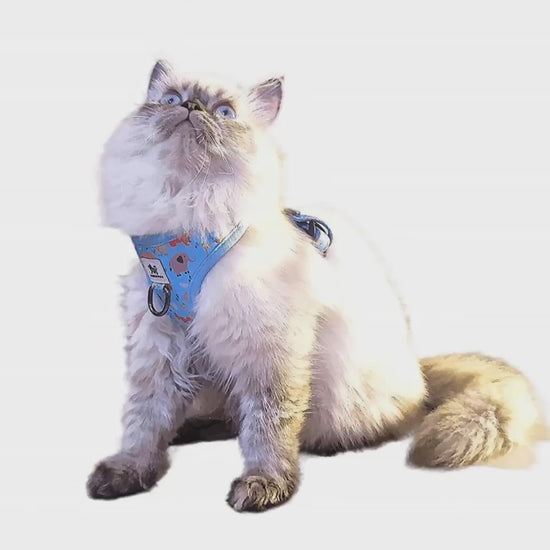 Cat in Harness Photo