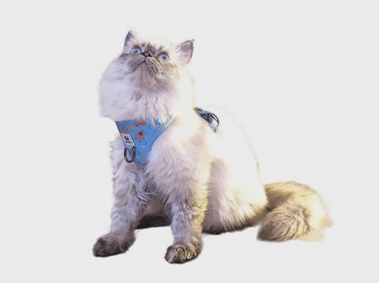 Cat in Harness Photo