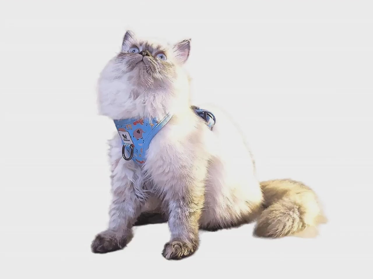 Cat in Harness Photo