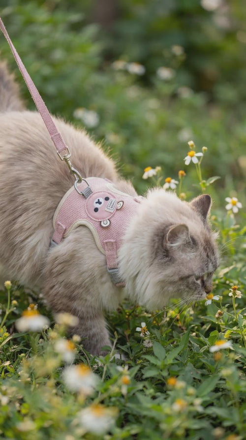 Cat in Garden Image