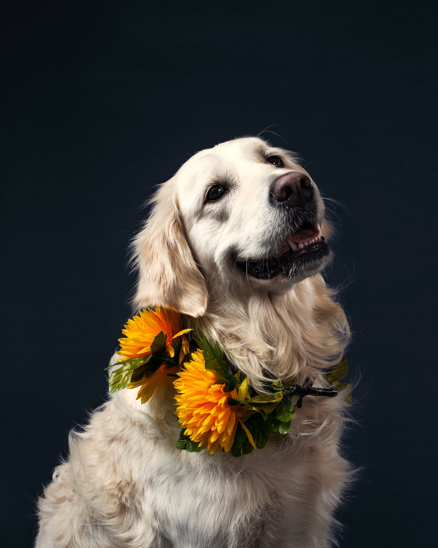 Golden retriever wearing a flower collar